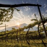 Le Cantine Ferrari spengono le luci per aderire alla campagna “M’illumino di Meno”