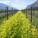 Sostenibilità e biodiversità nella viticoltura di montagna: l'impegno delle Cantine Ferrari presentato a Expo Milano 2015