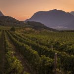 Sostenibilità e biodiversità nella viticoltura di montagna: l'impegno delle Cantine Ferrari presentato a Expo Milano 2015