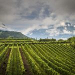 Sustainability and biodiversity in mountain viticulture: Ferrari Winery’s vision presented at Expo Milano 2015
