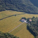 A scuola di potatura nel vigneto della leggenda: a Pianizza dove nasce il Giulio Ferrari