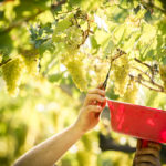 Le Cantine Ferrari danno il via alla Vendemmia 2017