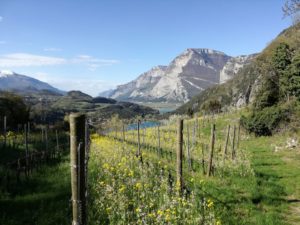 Fioritura a Fraveggio sopra il lago di S. Massenza