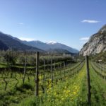 Fioritura a Fraveggio sopra il lago di S. Massenza