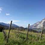 Fioritura a Fraveggio sopra il lago di S. Massenza