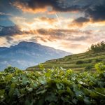 Ferrari Trento is again “Sparkling Wine Producer of the Year” at the 2019 edition of The Champagne & Sparkling Wine World Championships