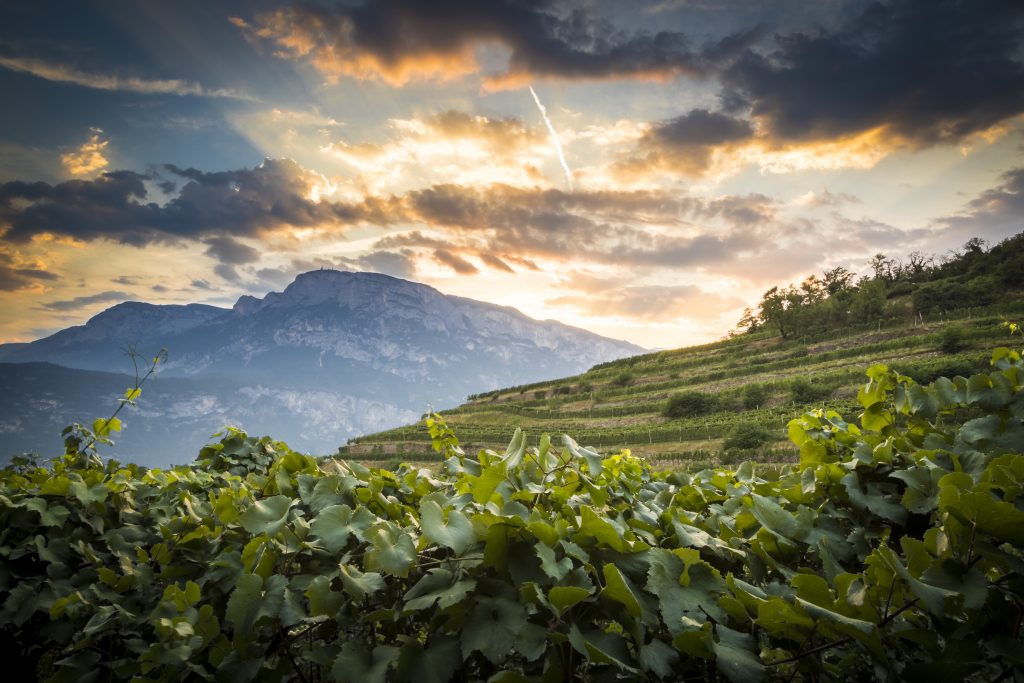 Vigneti Ferrari Trento