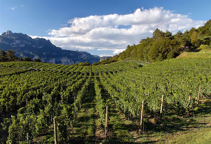 Cantine aperte: un'occasione per visitare Casa Ferrari, Villa Margon e un vigneto di montagna