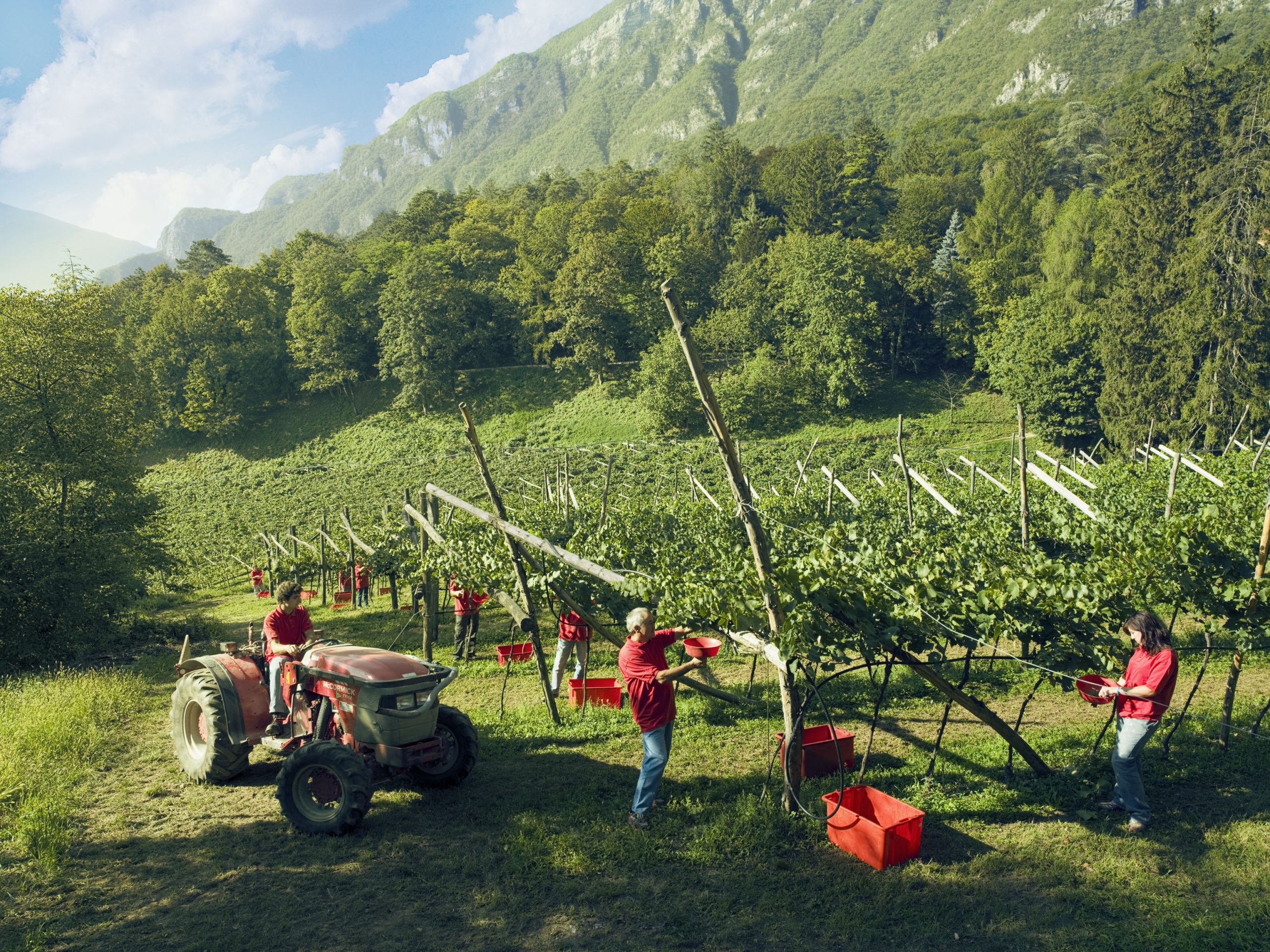 Inizia oggi la vendemmia 2014
