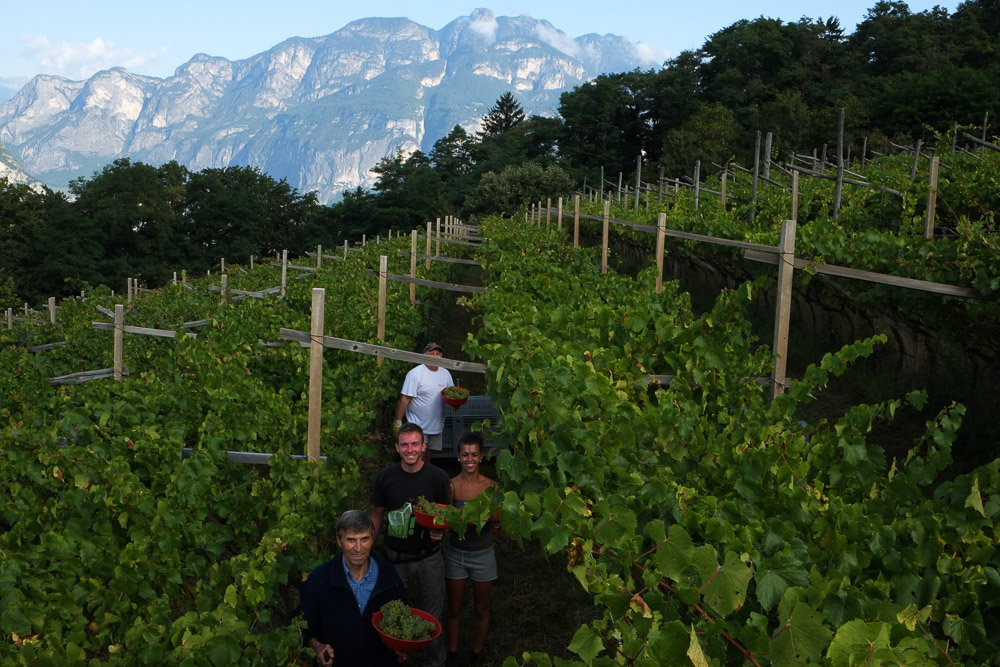 La vendemmia 2014: il video racconto