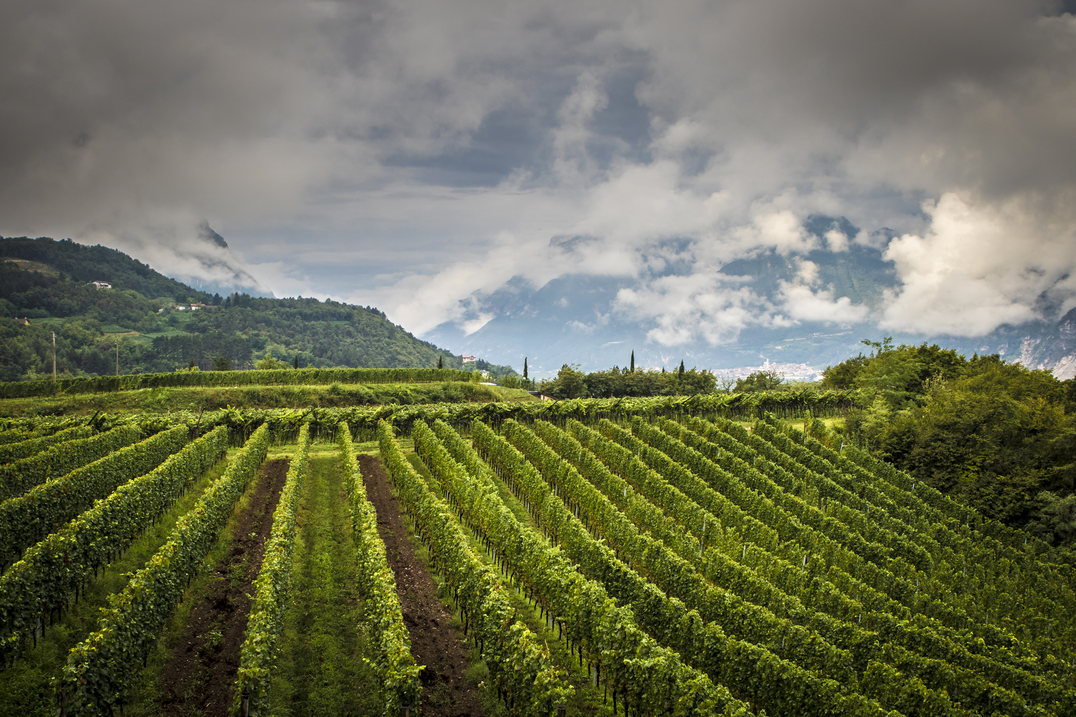 Sostenibilità e biodiversità nella viticoltura di montagna: l'impegno delle Cantine Ferrari presentato a Expo Milano 2015