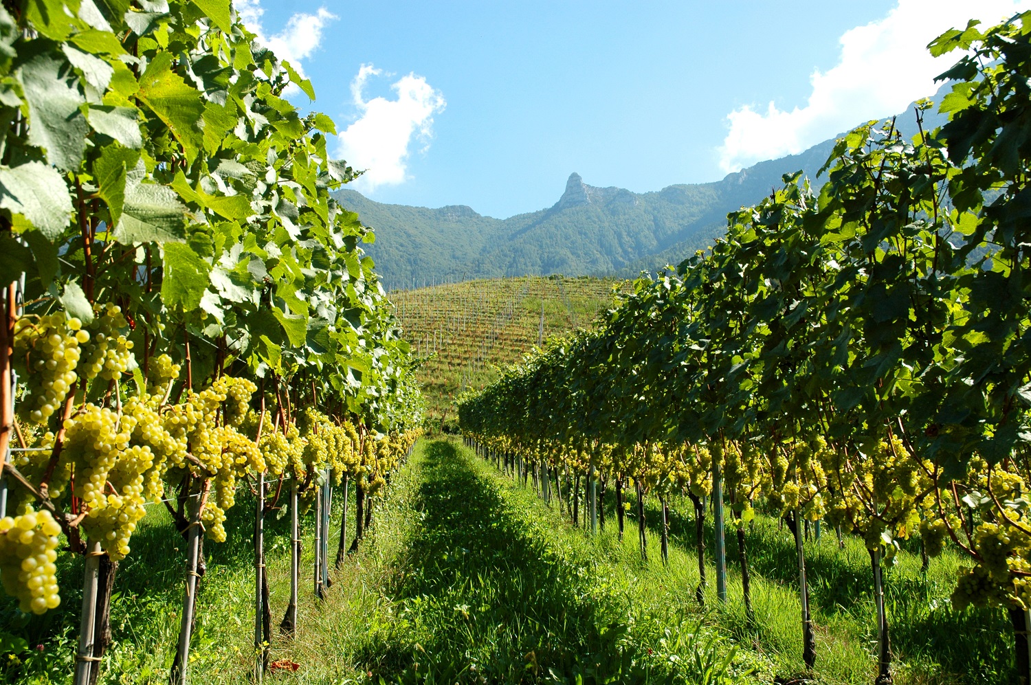 Cantine Ferrari protagoniste del volume “100 Eccellenze Italiane”