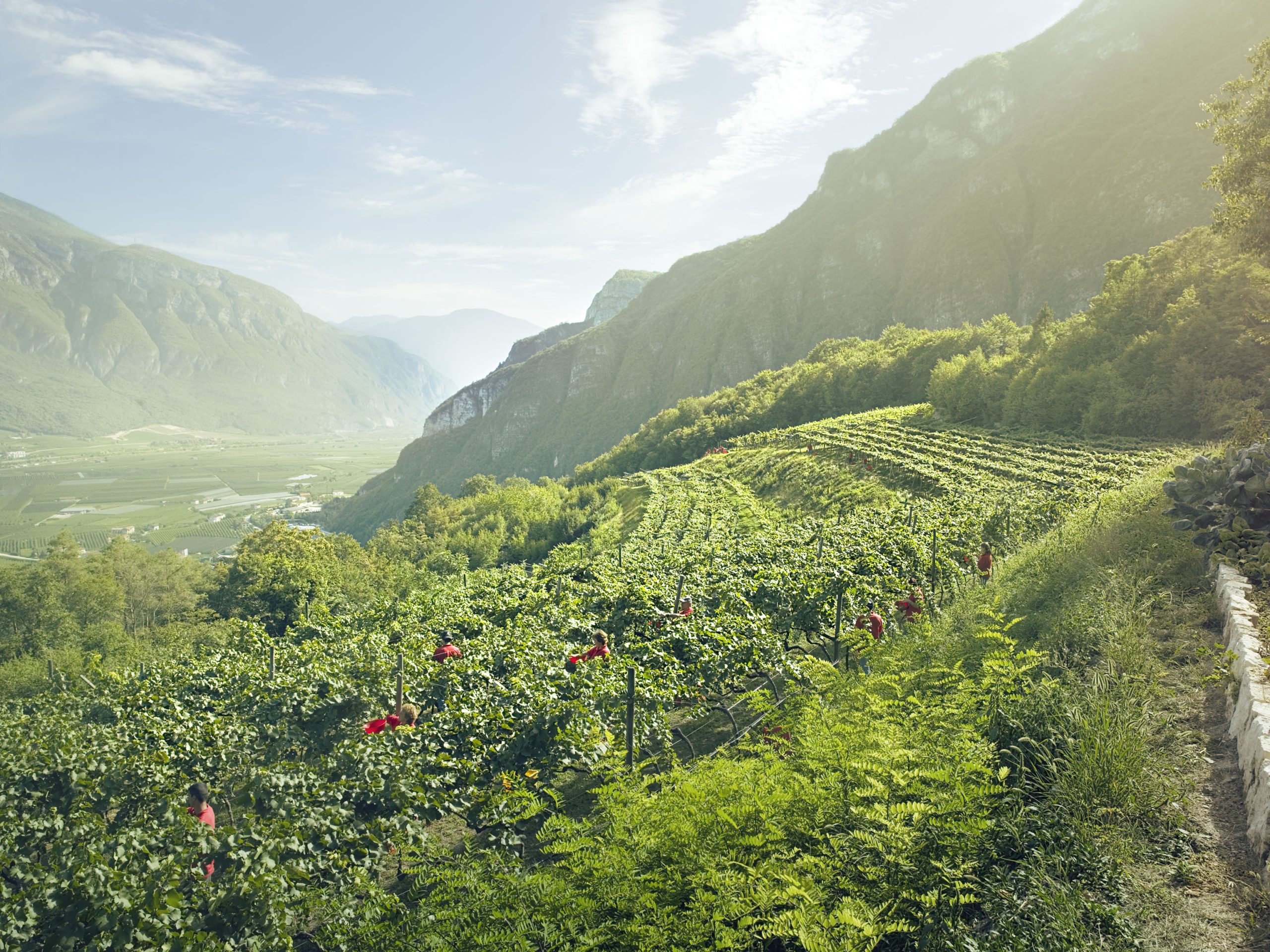 Certificati biologici tutti i vigneti di proprietà delle Cantine Ferrari