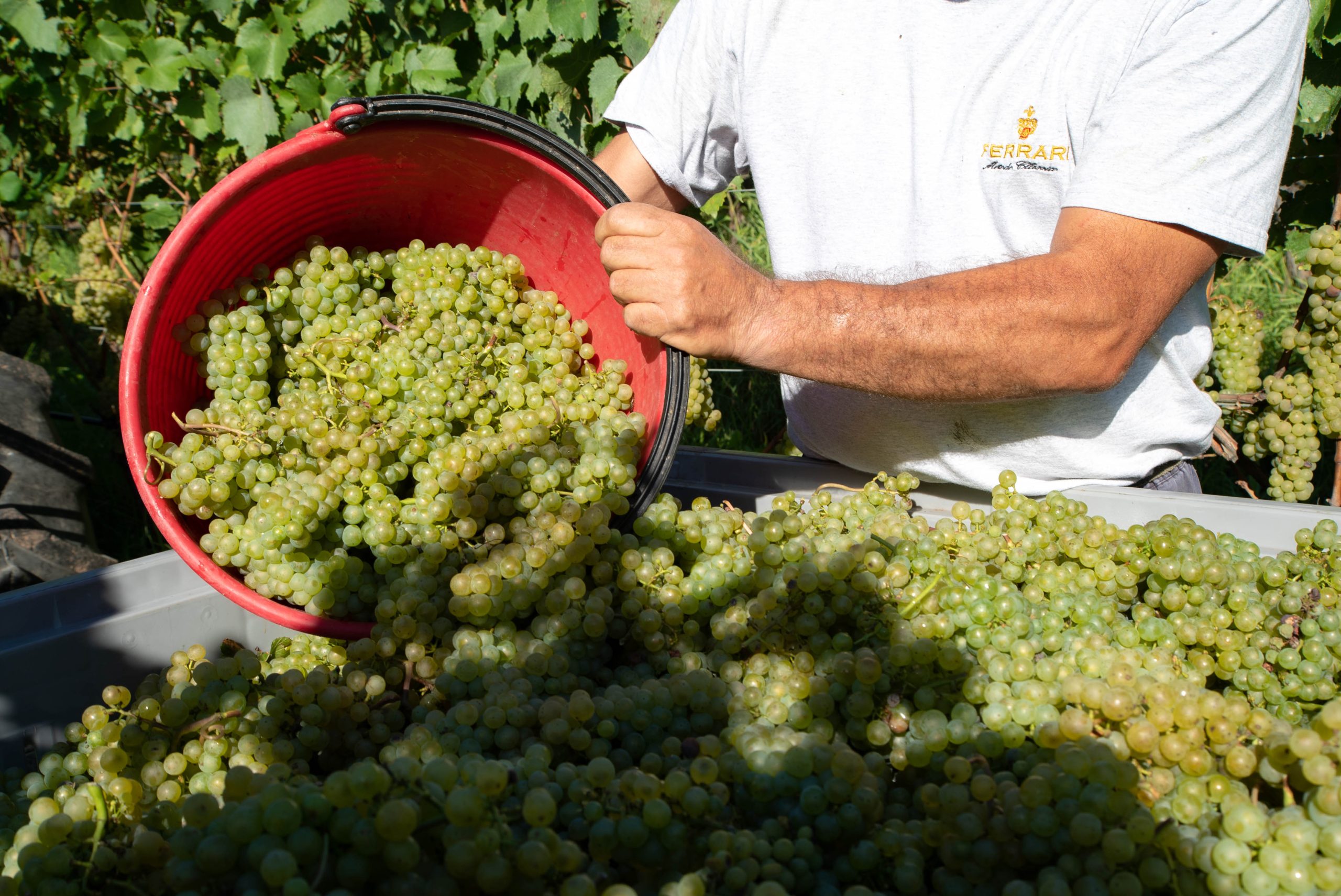 Ferrari Trento dà il via alla vendemmia 2021