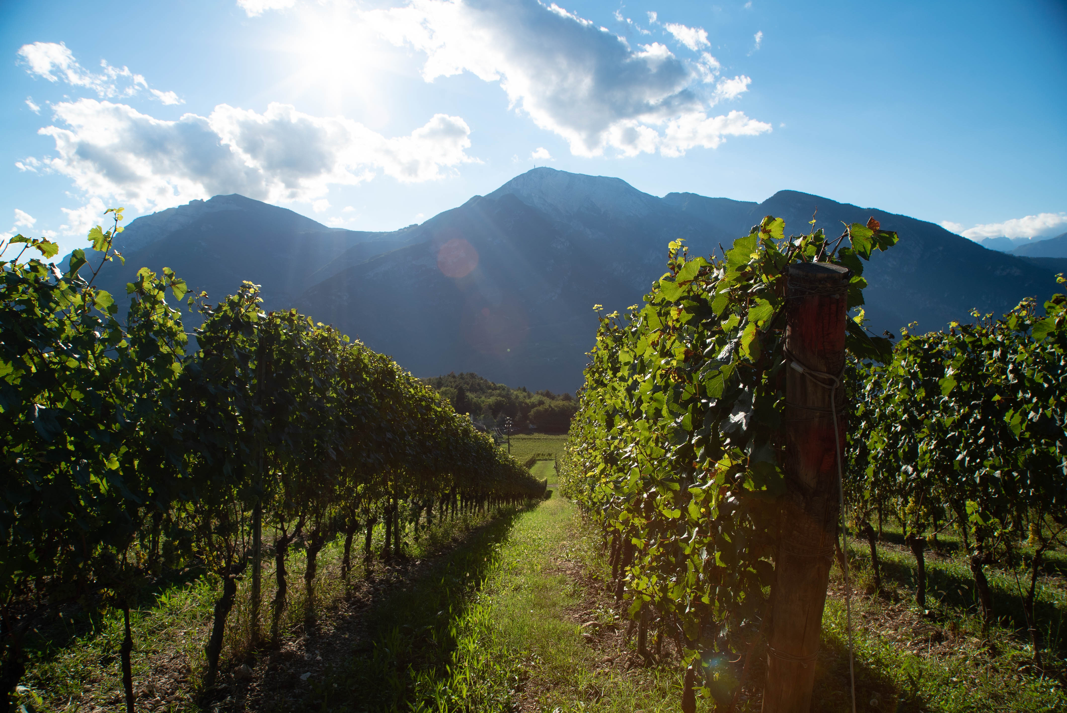 Ferrari Trento dà il via alla vendemmia 2021