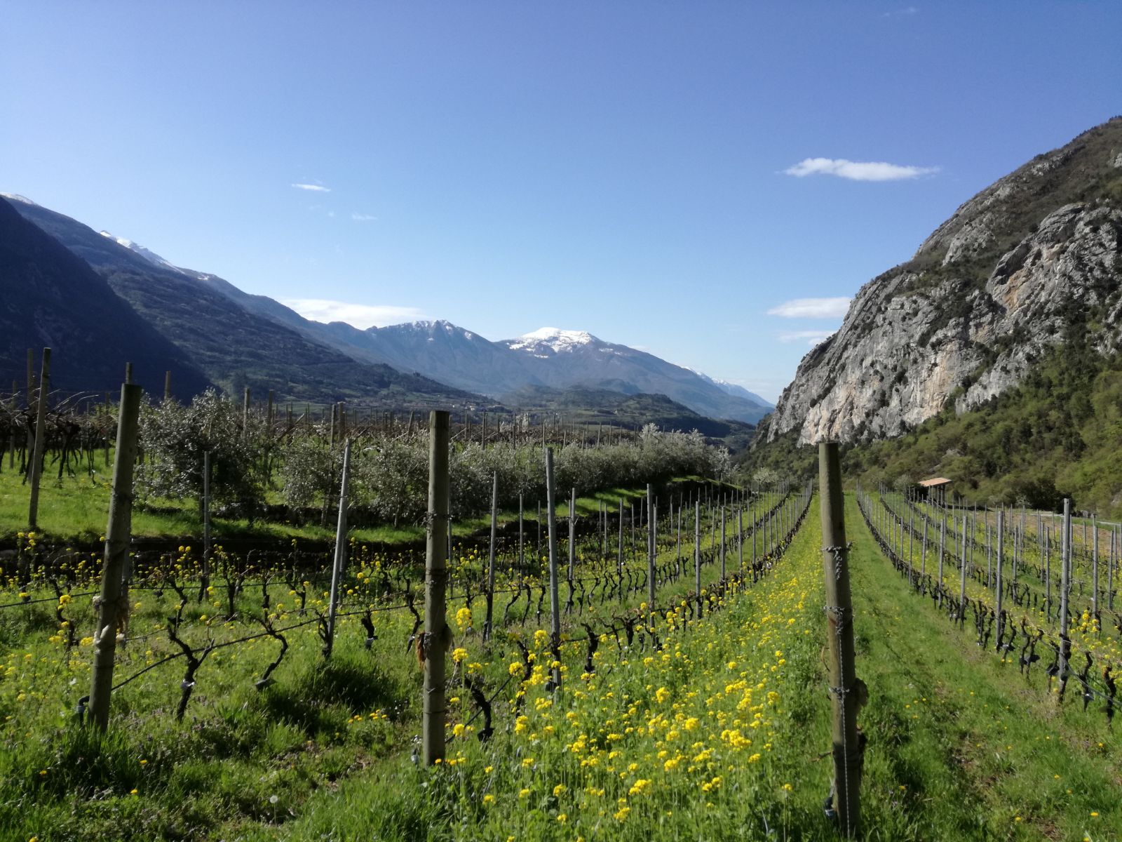 I vigneti Ferrari si preparano al sovescio primaverile