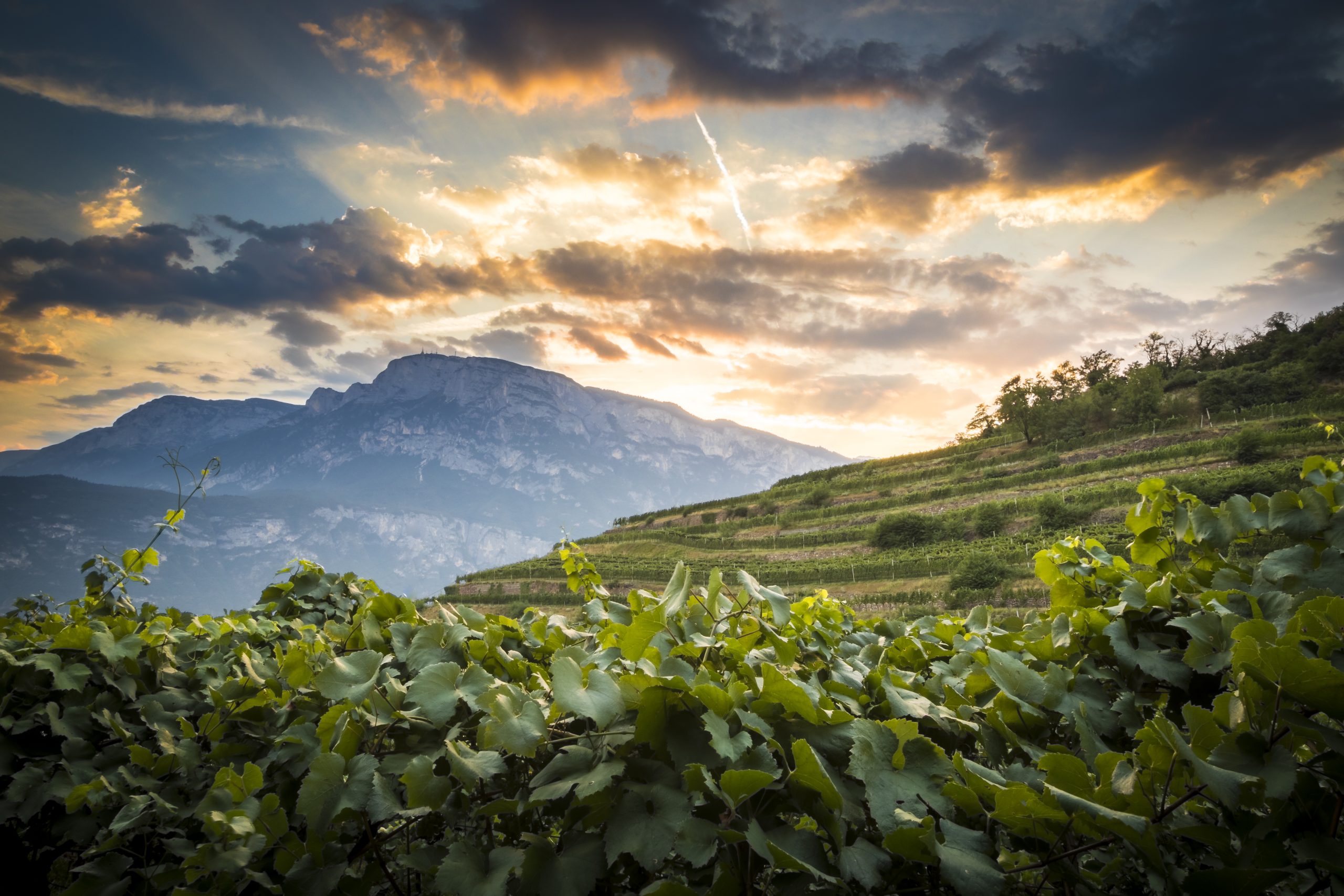 Ferrari Trento 61ma destinazione vinicola al mondo per World’s best vineyards