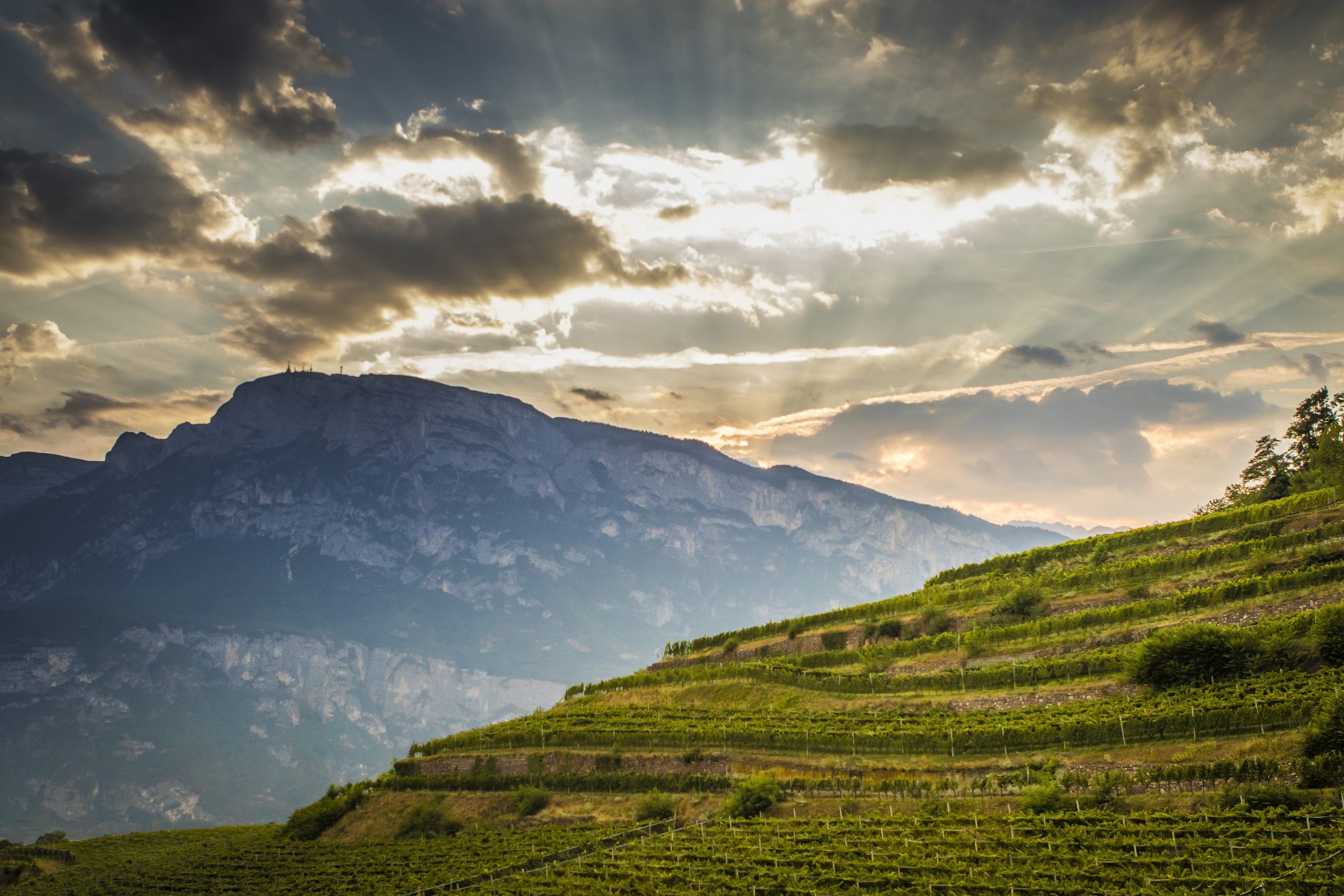 Trentino nominato “Wine Region of the Year” da Wine Enthusiast