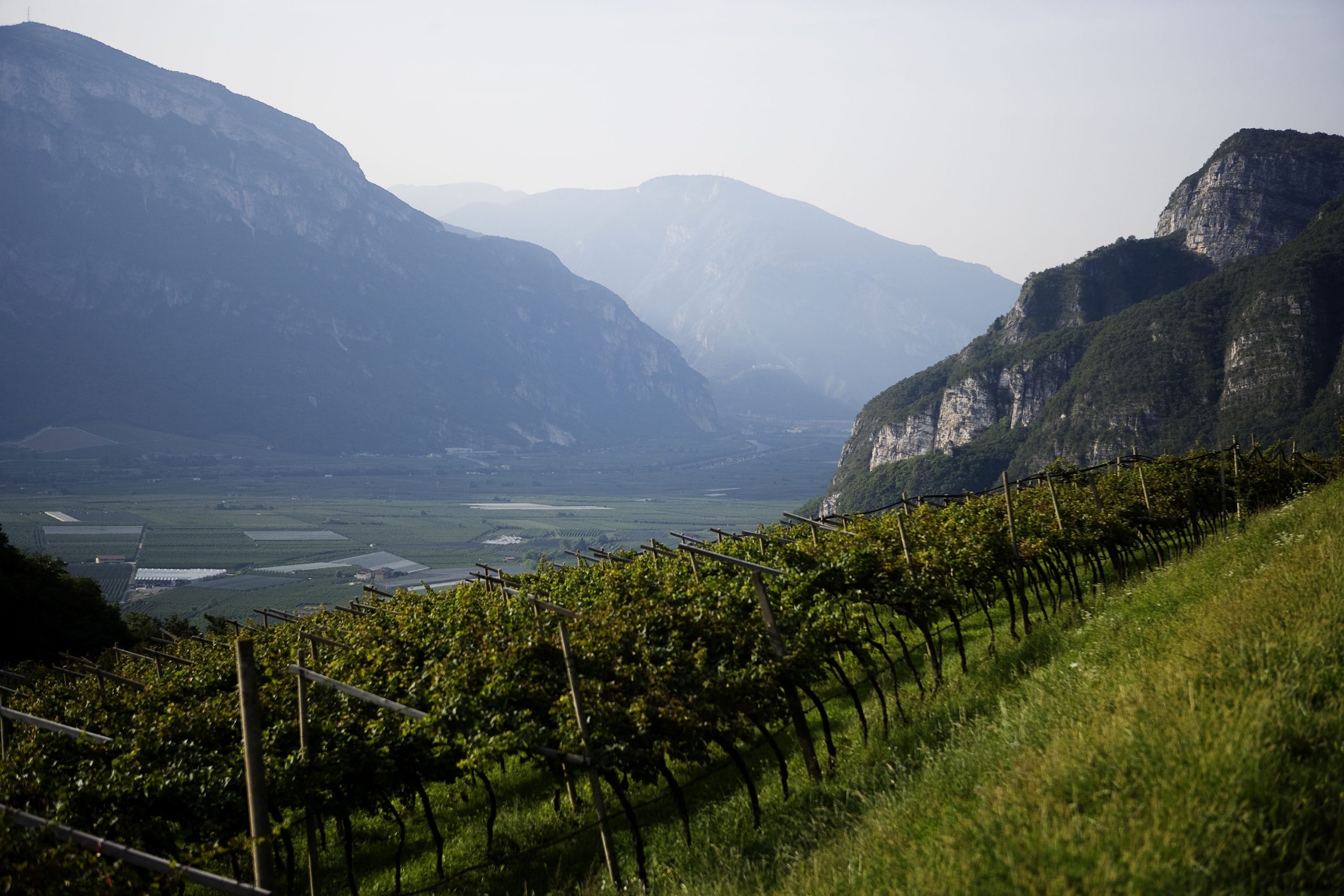 A scuola i viticultori del Ferrari per uve sempre più salubri