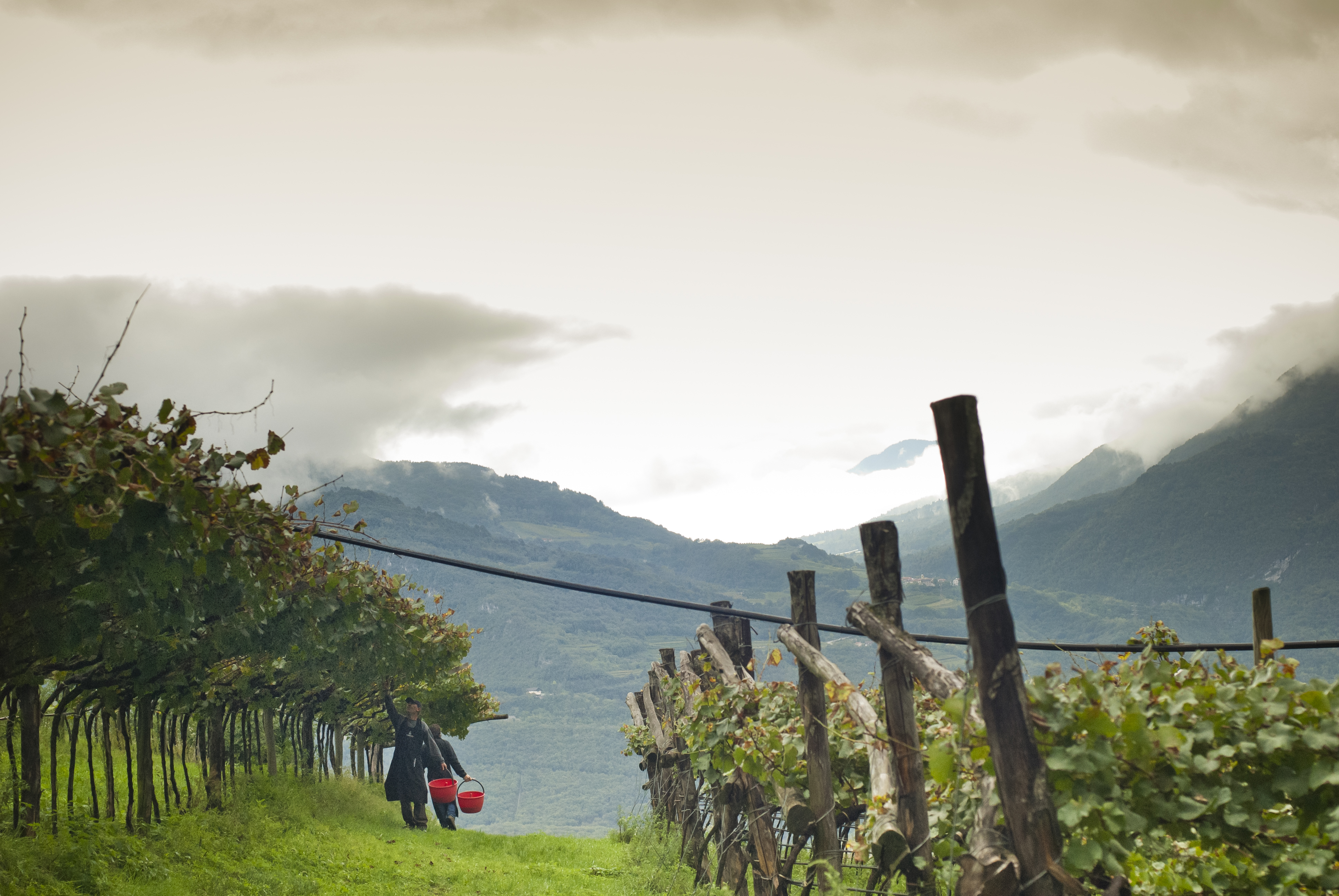 Ferrari Trento presents its first Sustainability Report