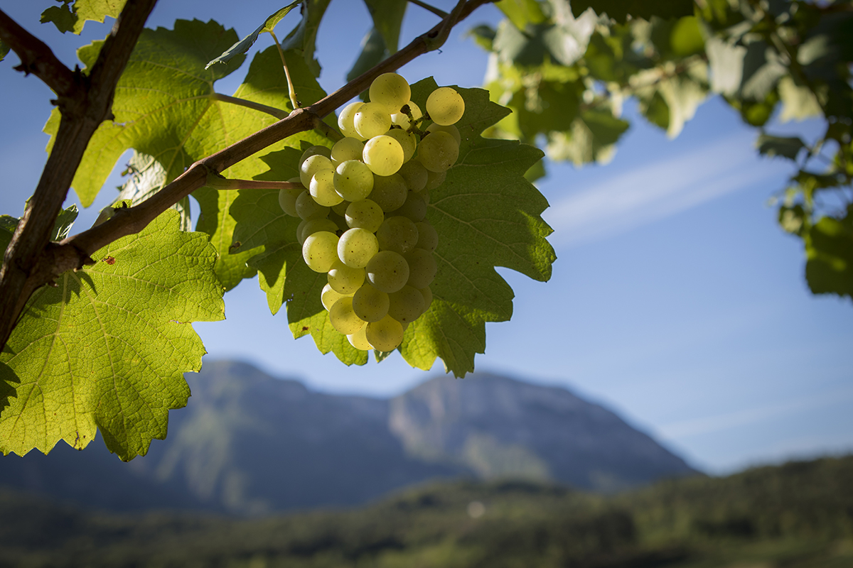 Le Cantine Ferrari danno inizio alla vendemmia 2020