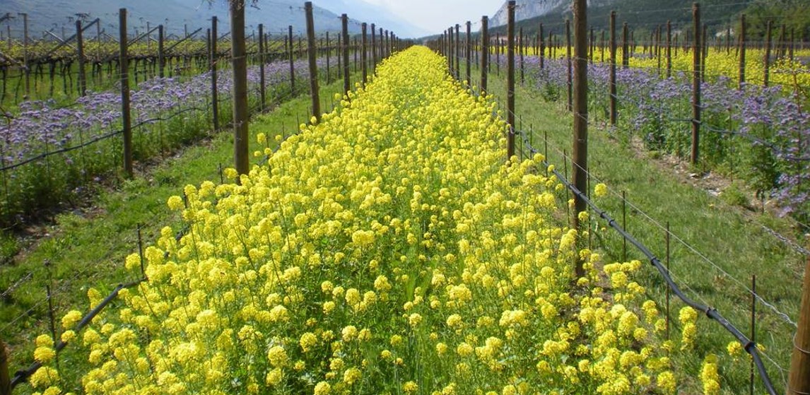 Giornata Mondiale della Biodiversità: le Cantine Ferrari già certificate “Biodiversity Friend” partecipano al nuovo progetto Terra-Aria-Acqua del Biodistretto di Trento.