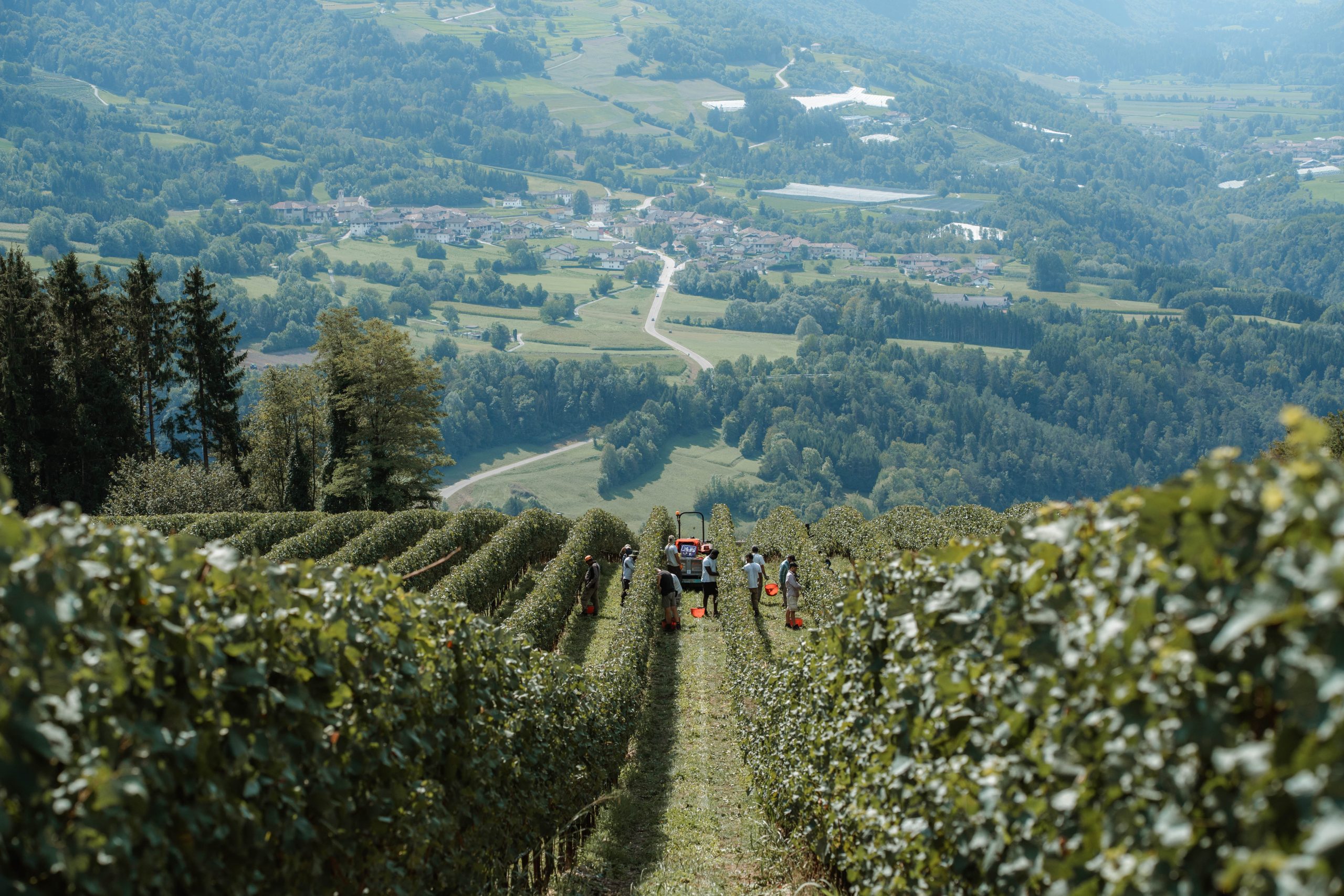Ferrari Trento’s harvest kicks off on10 August